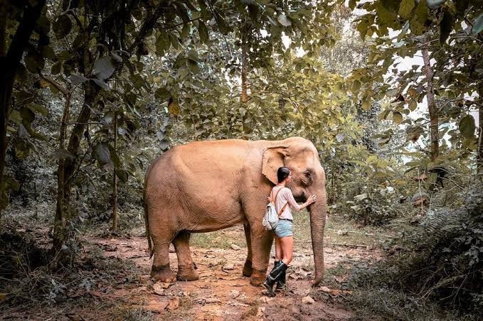 Private MandaLao Elephant Sanctuary Tour in Luang Prabang Led by Women Private MandaLao Elephant Sanctuary Tour in Luang Prabang Led by Women